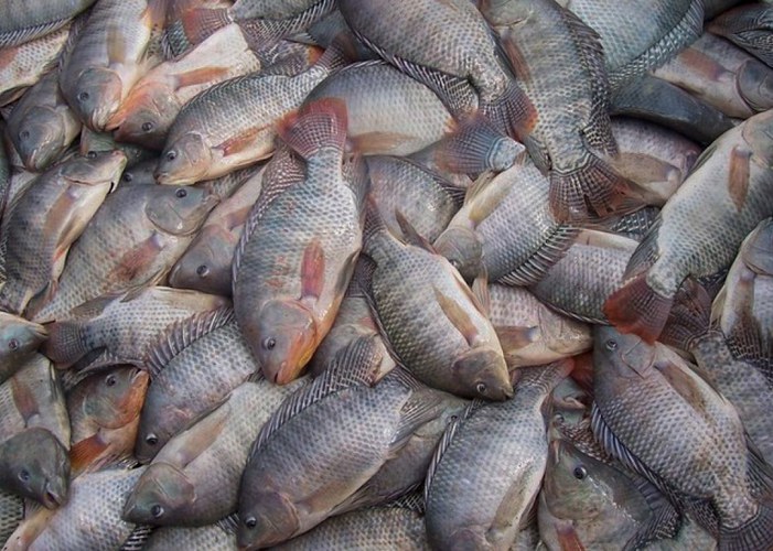 Peixe 1kg